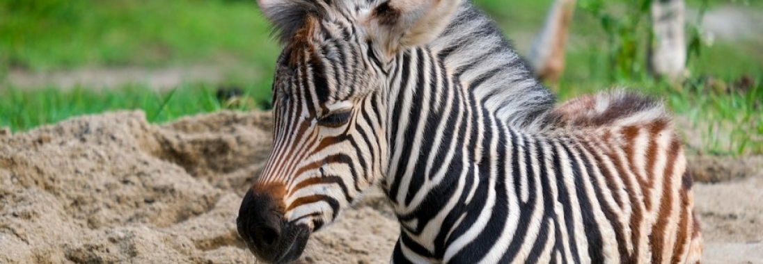 Hogyan tartsunk zebrát otthon?